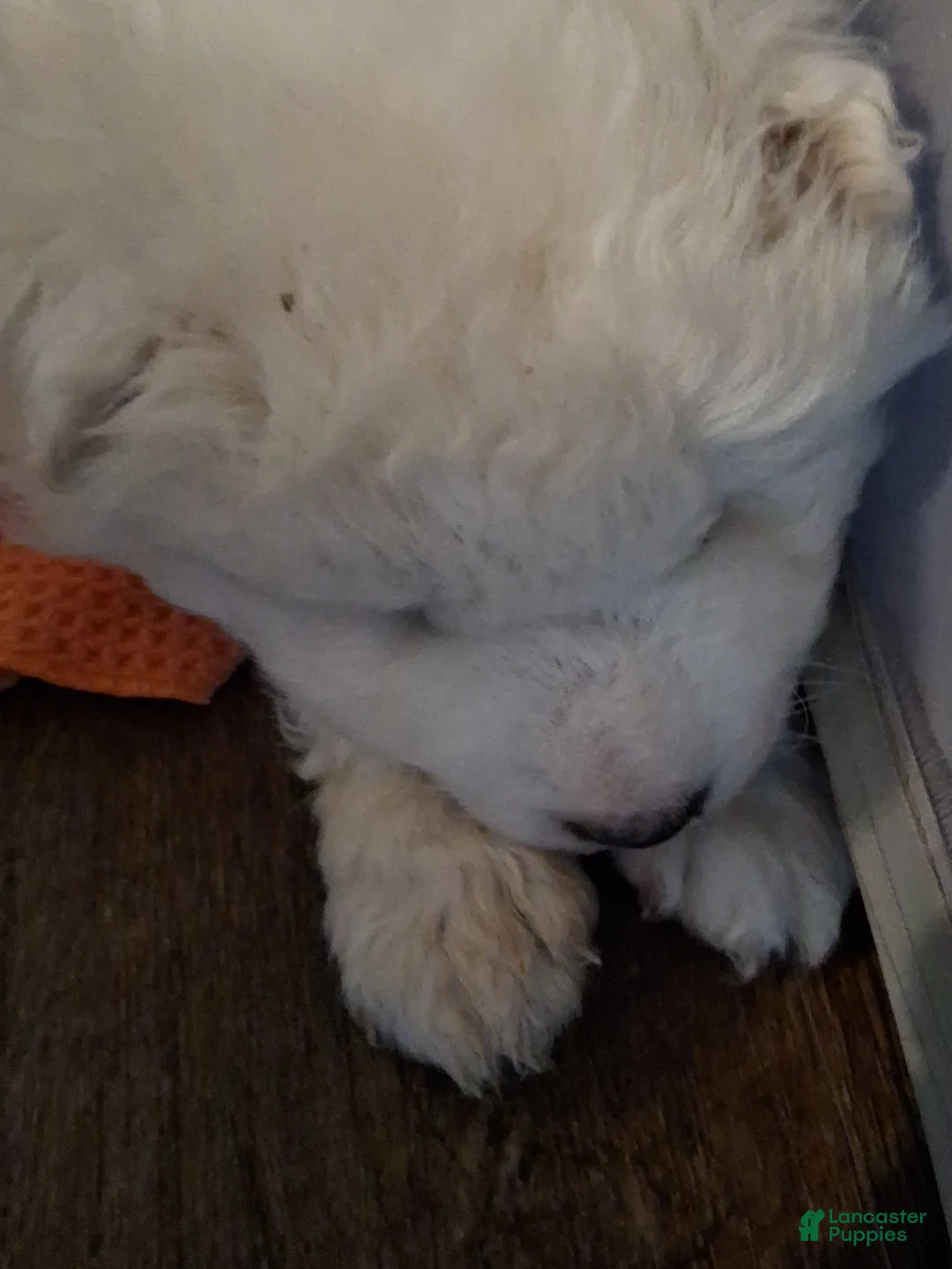 Samoyed dogs for sale: Samoyed Puppy 4 - Ad 1