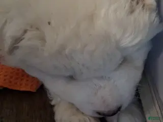 Samoyed dogs Samoyed Puppy 4 - Ad 19