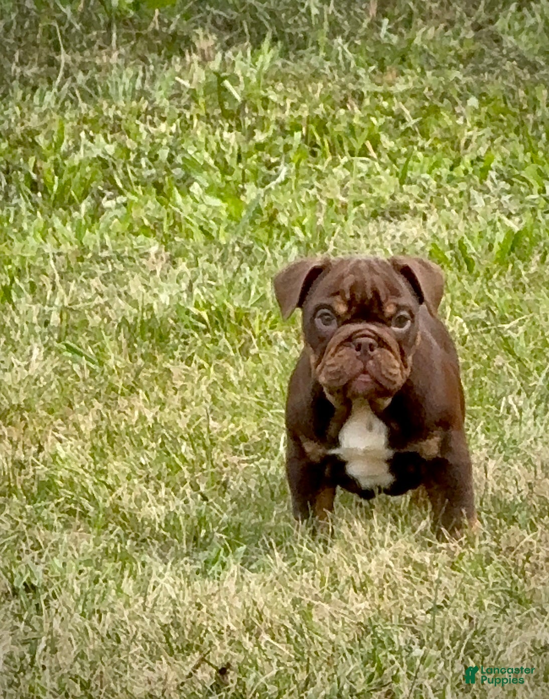 English Bulldog dogs Pip - Ad 1
