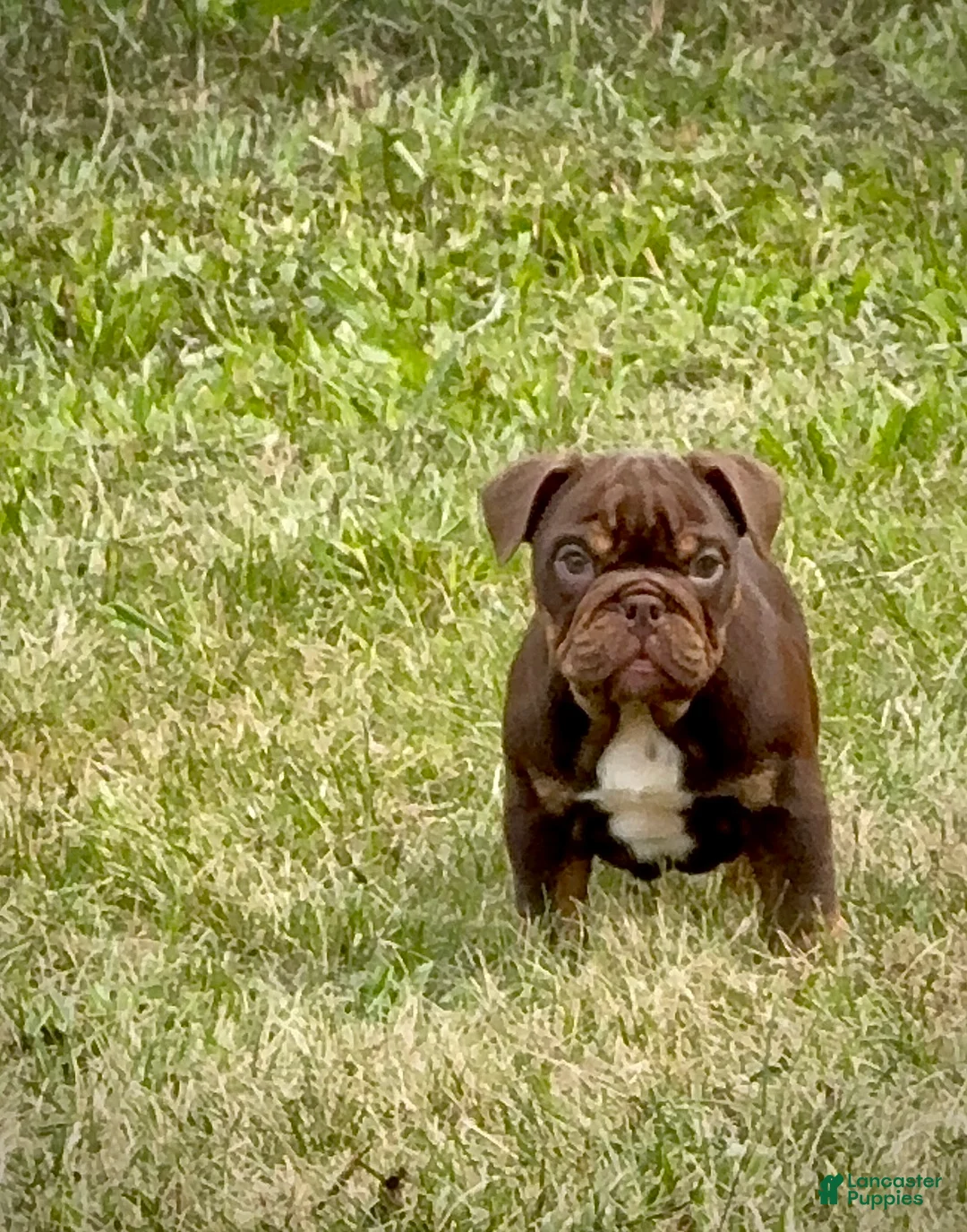 English Bulldog dogs for sale: Pip - Ad 1