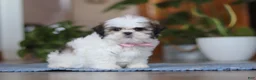 Shih Tzu dogs for sale: Myra - Ad 2