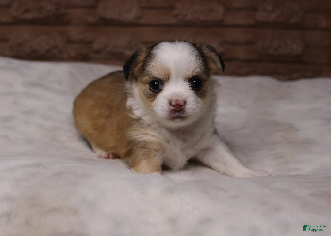 Chihuahua dogs for sale: Gizmo - Ad 2