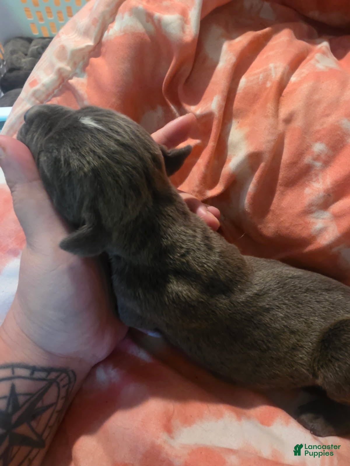 Cane Corso dogs Gray Male Brindle 3 - Ad 37