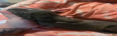 Gray Male Brindle 3