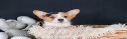 Welsh Corgi Pembroke dogs for sale: Iggy - Ad 7