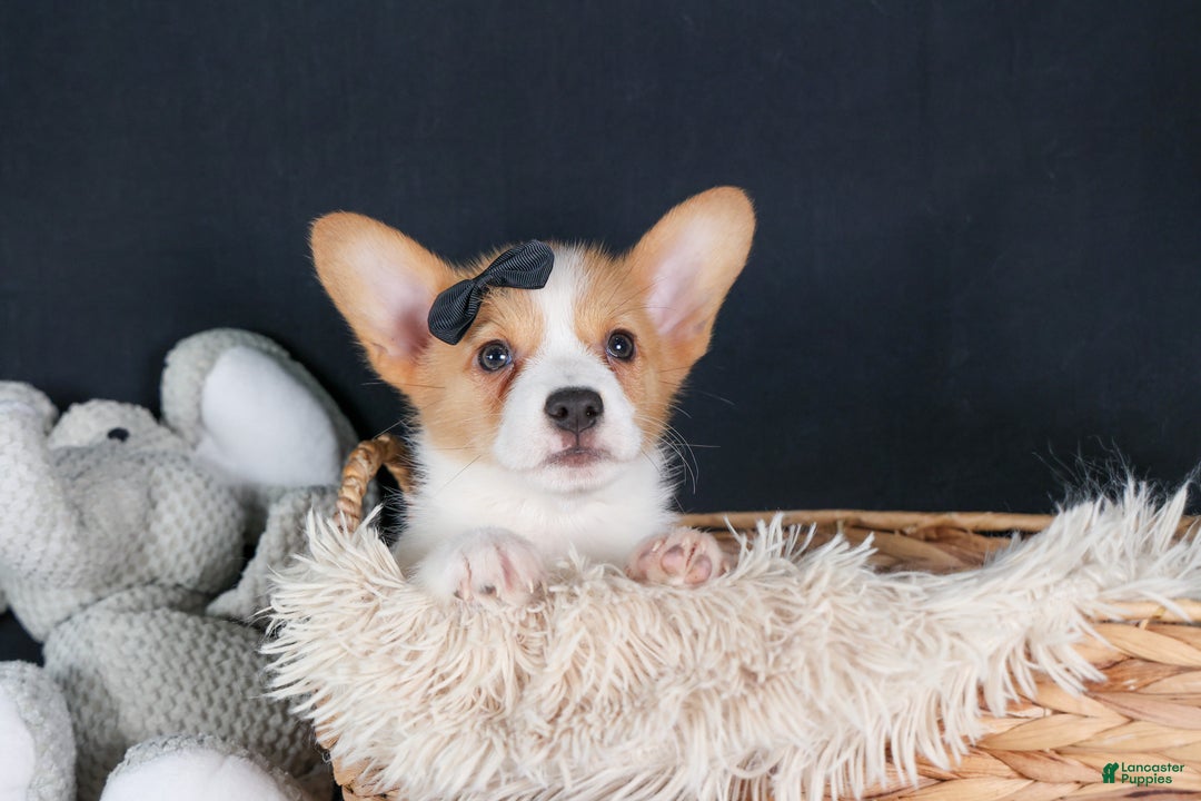 Welsh Corgi Pembroke dogs for sale: Iggy - Ad 7