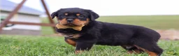 Rottweiler dogs for sale: Rocky - Ad 4