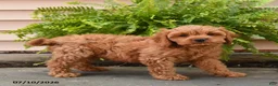 Cavapoo dogs for sale: Cuddles - Ad 1