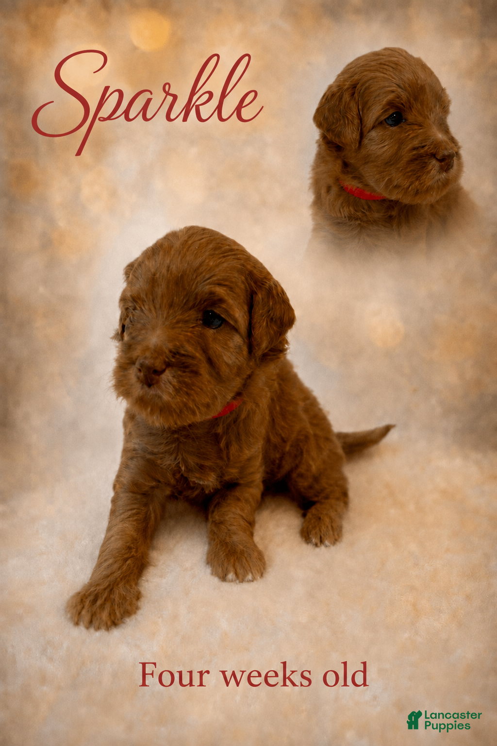 Mini Goldendoodle dogs Sparkle - Ad 1