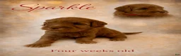 Mini Goldendoodle dogs for sale: Sparkle - Ad 1