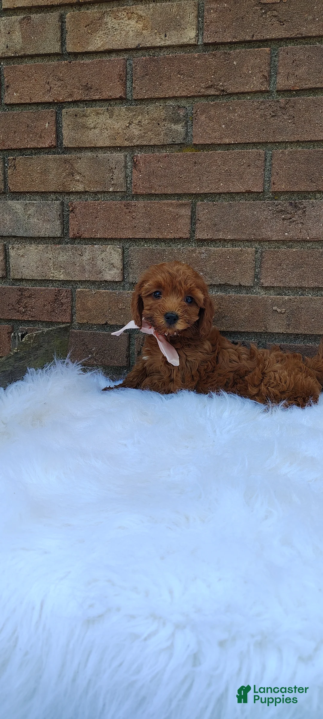 Mini Goldendoodle dogs for sale: Dixie - Ad 8