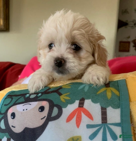 Shihpoo dogs Shihpoo Puppy 2 - Ad 28