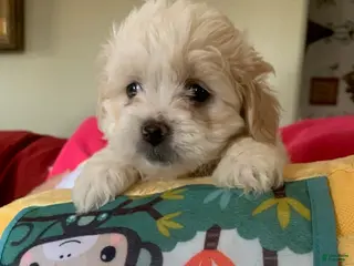 Shihpoo dogs Shihpoo Puppy 2 - Ad 28