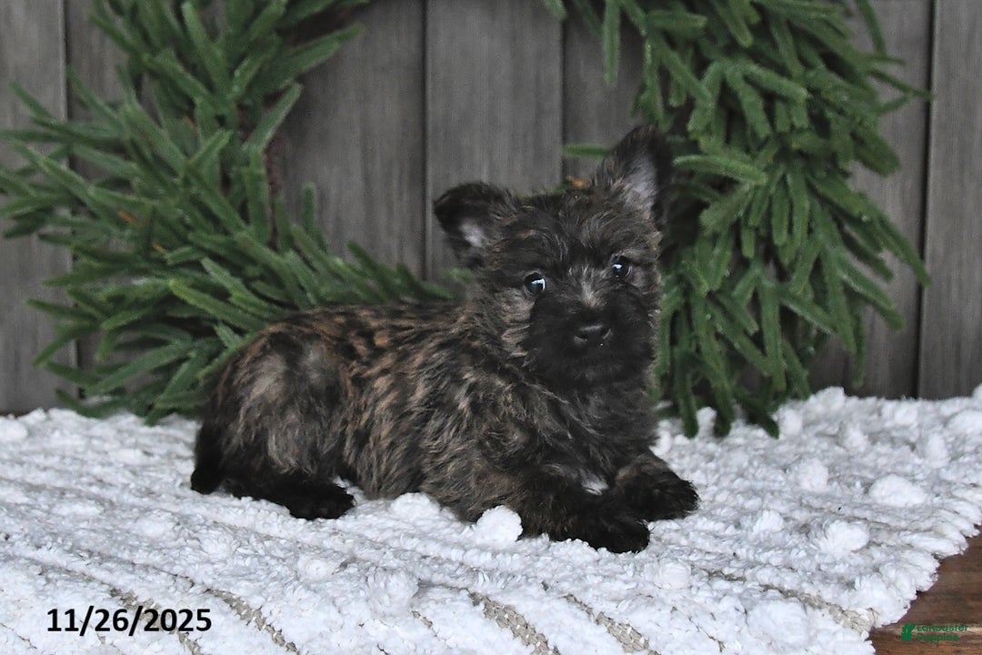 Cairn Terrier dogs for sale: Nicholas - Ad 2