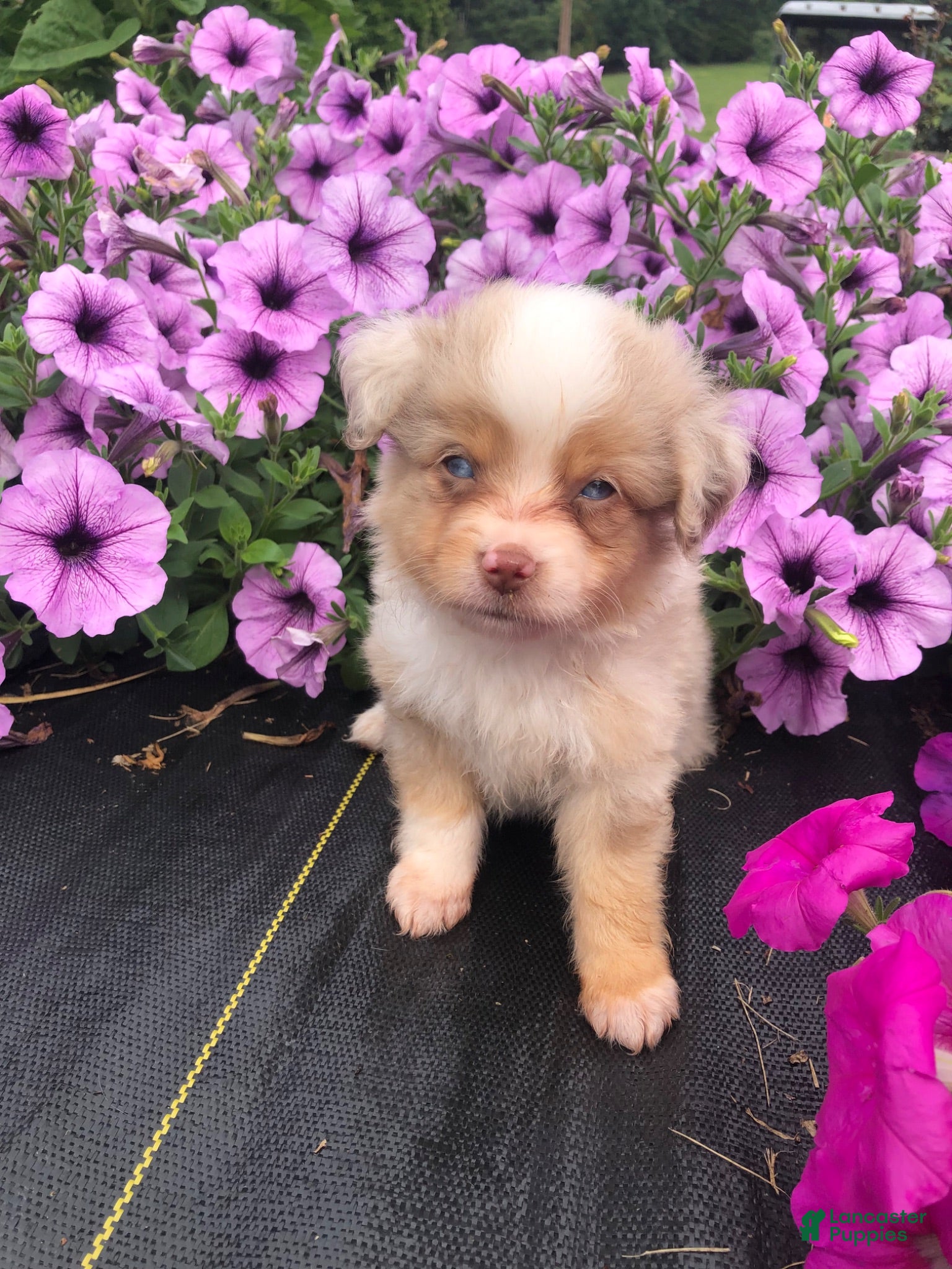 Toy Australian Shepherd dogs Akira - Ad 1