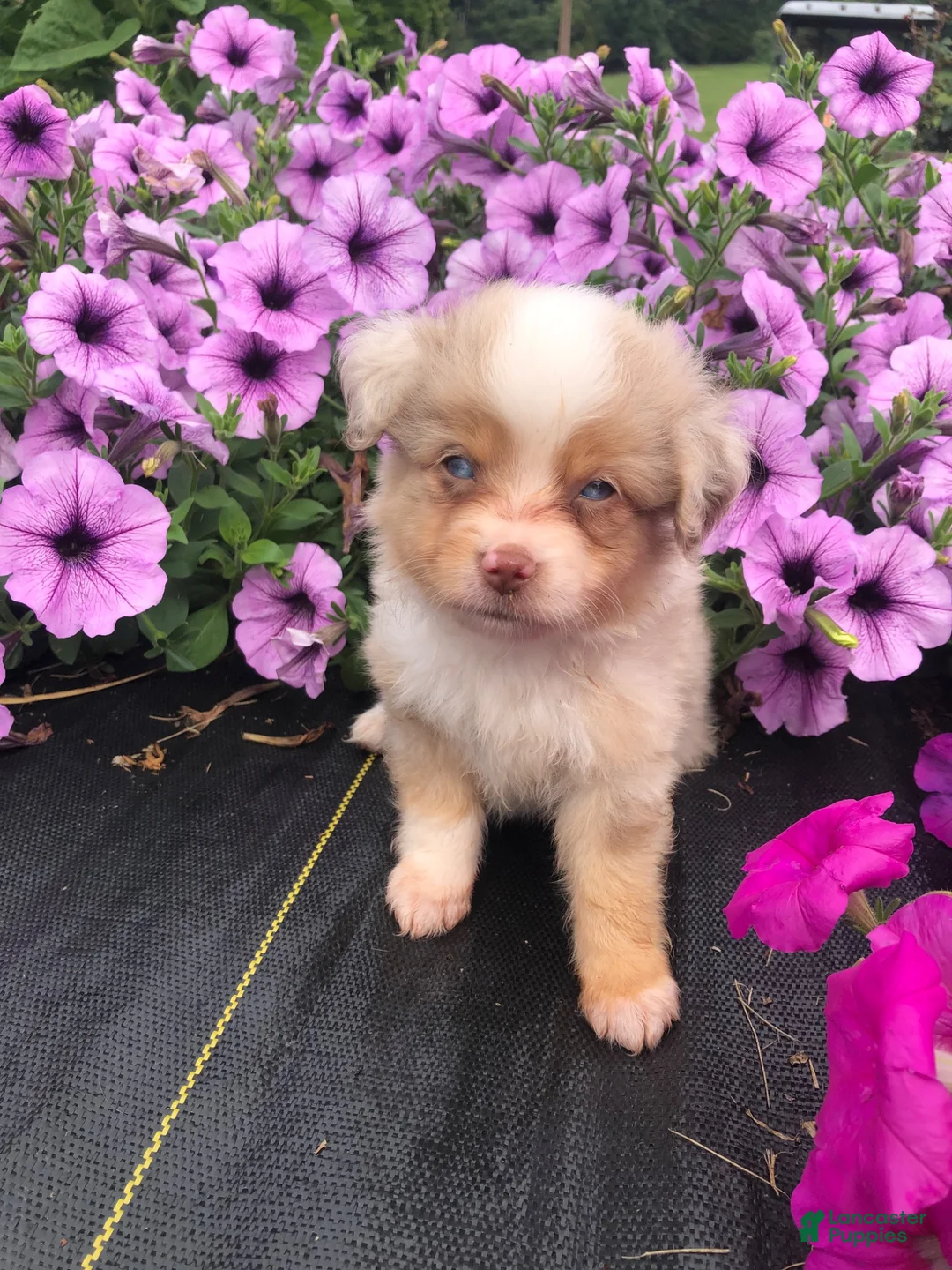 Toy Australian Shepherd dogs for sale: Akira - Ad 1
