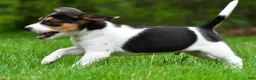 Beagle dogs for sale: Jasper - Ad 7