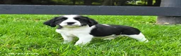 English Springer Spaniel dogs for sale: Beacon - Ad 4
