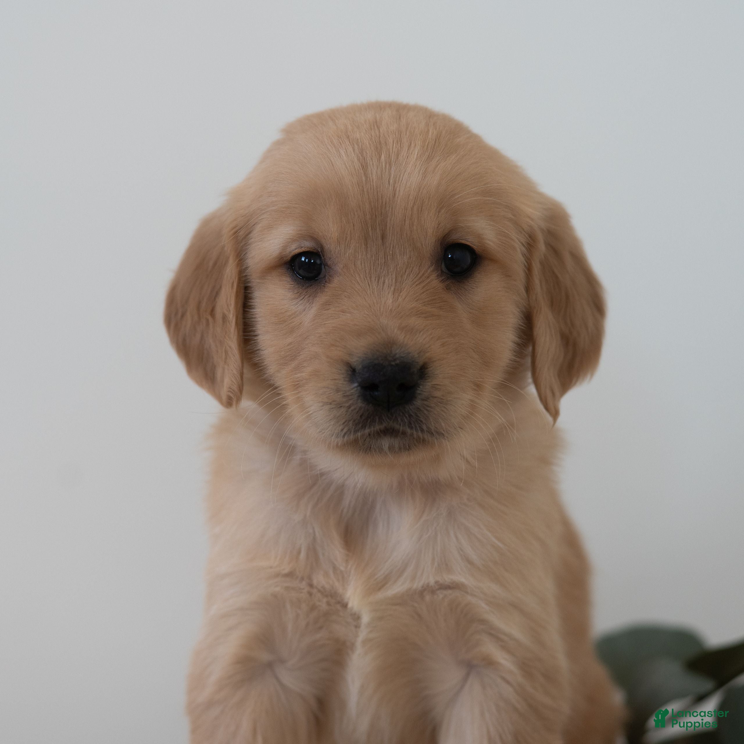 Golden Retriever dogs Shortcake  - Ad 16