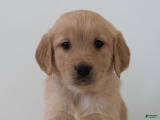 Golden Retriever dogs Shortcake - Ad 8