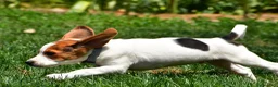 Beagle dogs for sale: Max - Ad 7