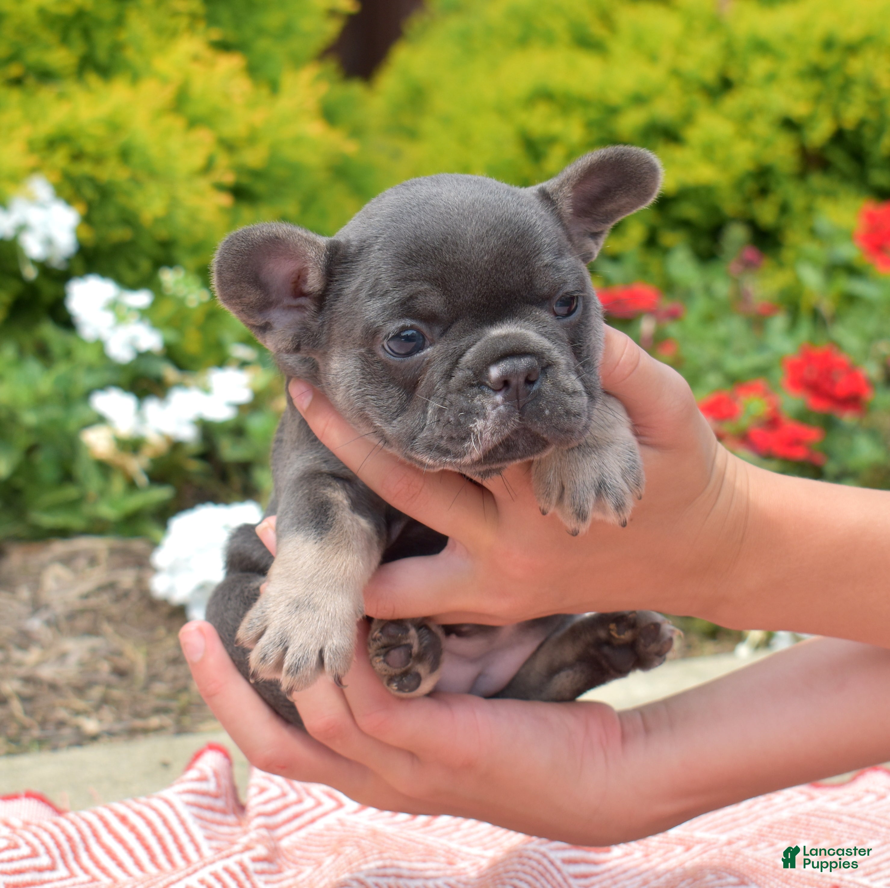 French Bulldog dogs Zoey - Ad 2