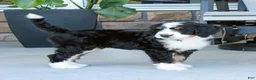 Bernedoodle dogs for sale: Willow - Ad 2