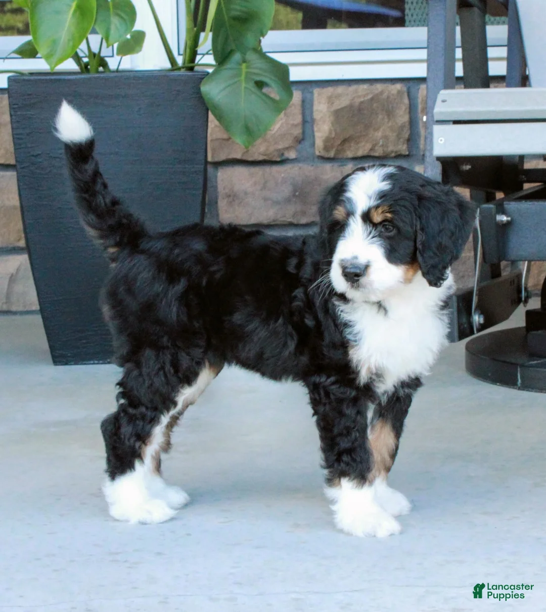 Bernedoodle dogs for sale: Willow - Ad 2