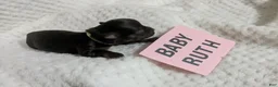 Chihuahua dogs for sale: Baby Ruth LC Female  - Ad 3