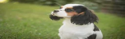 Cavalier King Charles Spaniel dogs for sale: Dottie - Ad 4