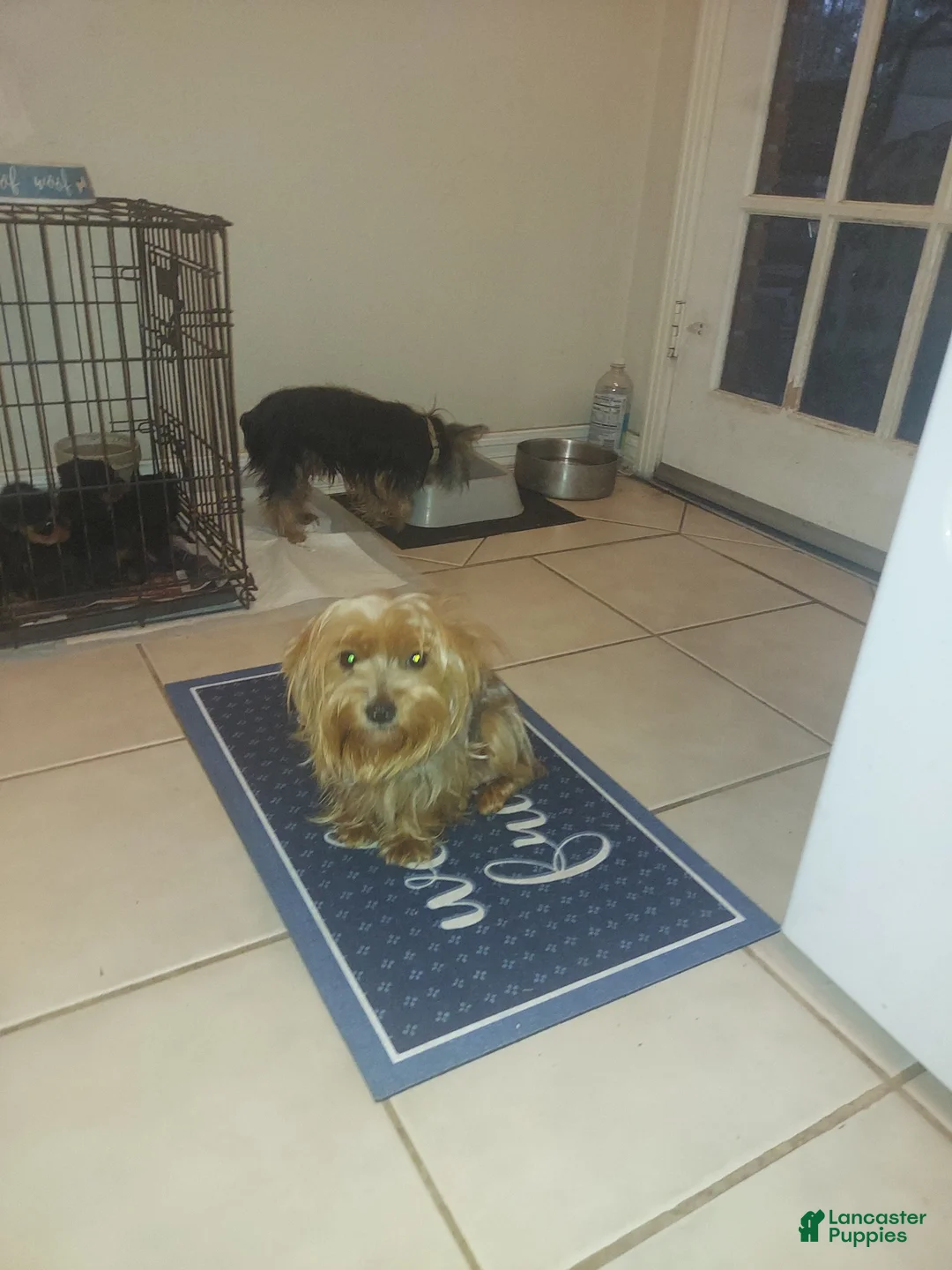 Yorkshire Terrier dogs for sale: Yorkshire Terrier Puppy 2 - Ad 3