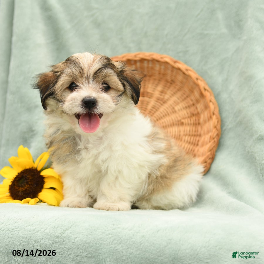 Havanese dogs Bingo - Ad 2