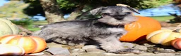 Miniature Schnauzer dogs for sale: Echo Male AKC Mini Schnauzer - Ad 7