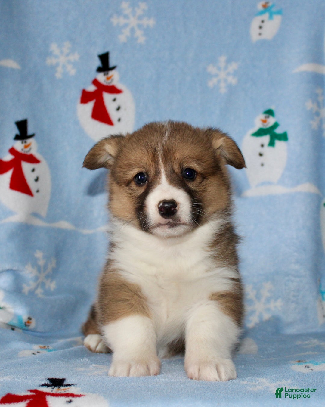 Welsh Corgi Pembroke dogs for sale: Moe - Ad 2