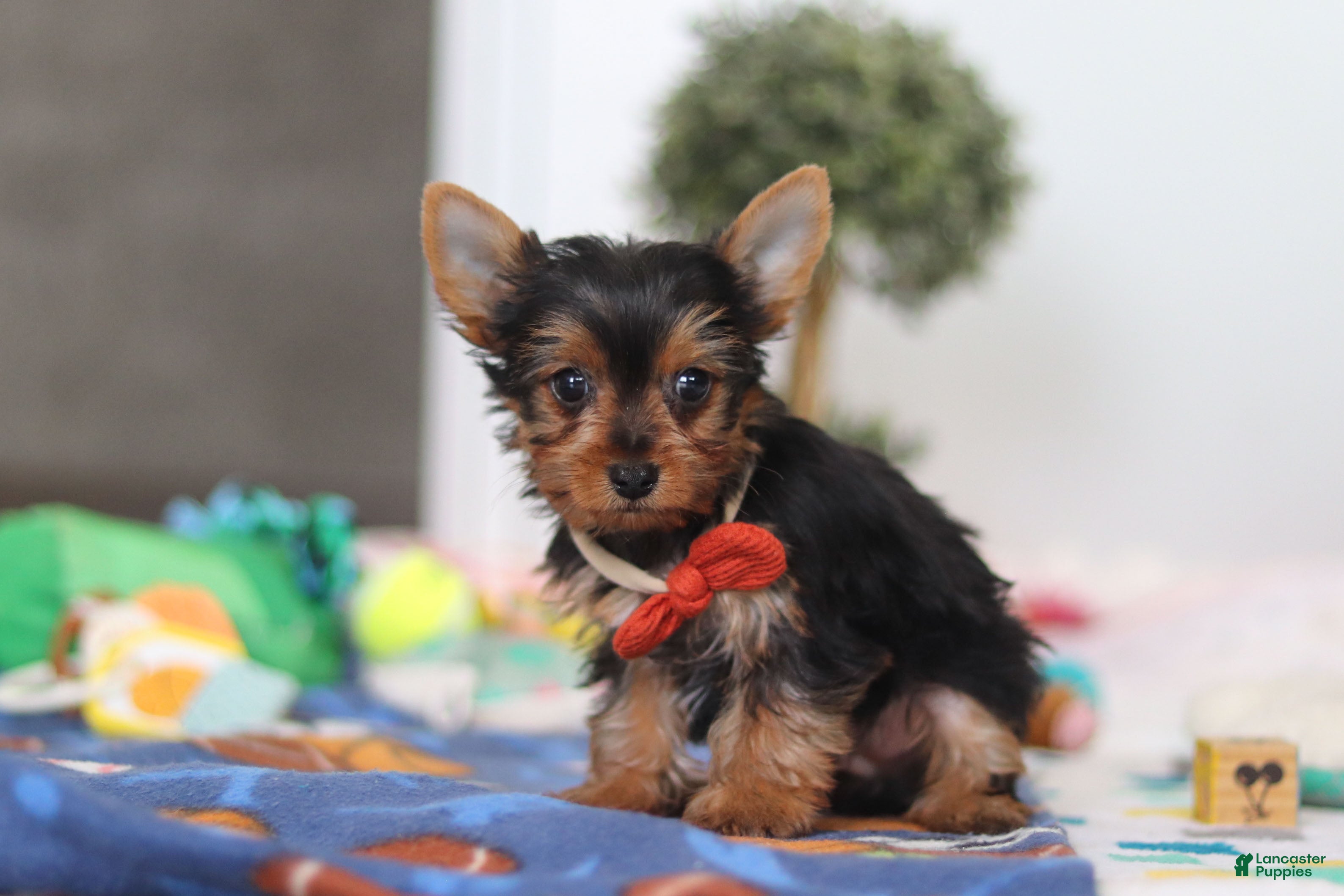 Yorkshire Terrier dogs Connor - Ad 2