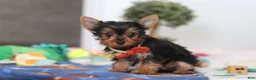 Yorkshire Terrier dogs for sale: Connor - Ad 2