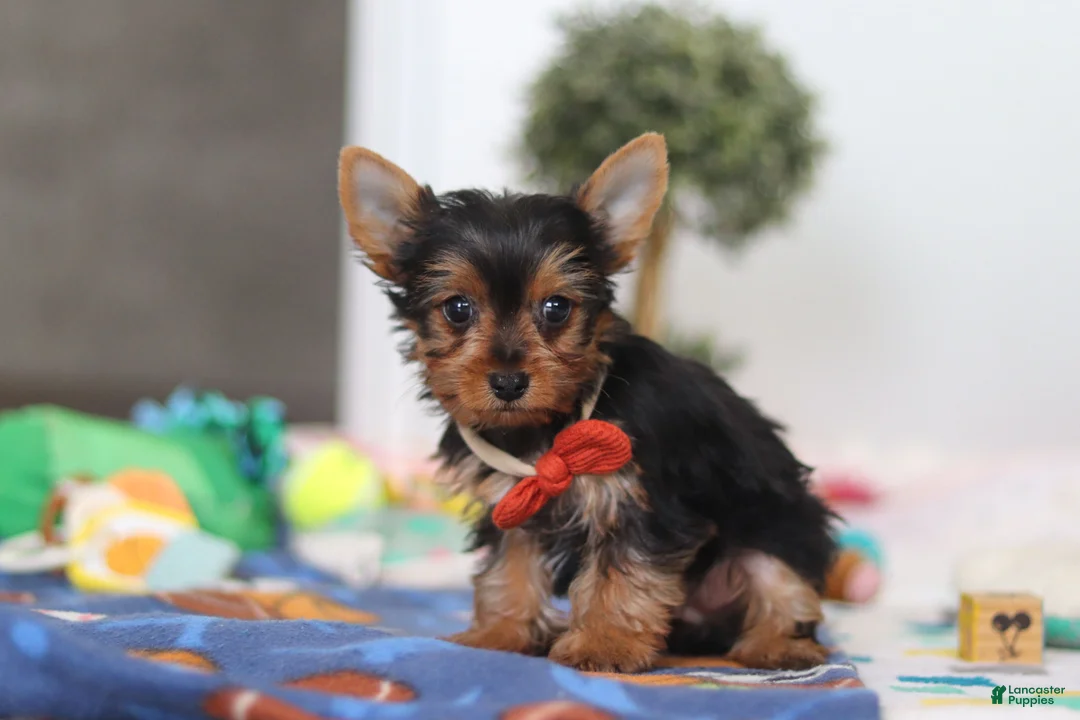 Yorkshire Terrier dogs for sale: Connor - Ad 2