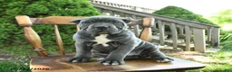 Cane Corso dogs for sale: Bella   - Ad 1