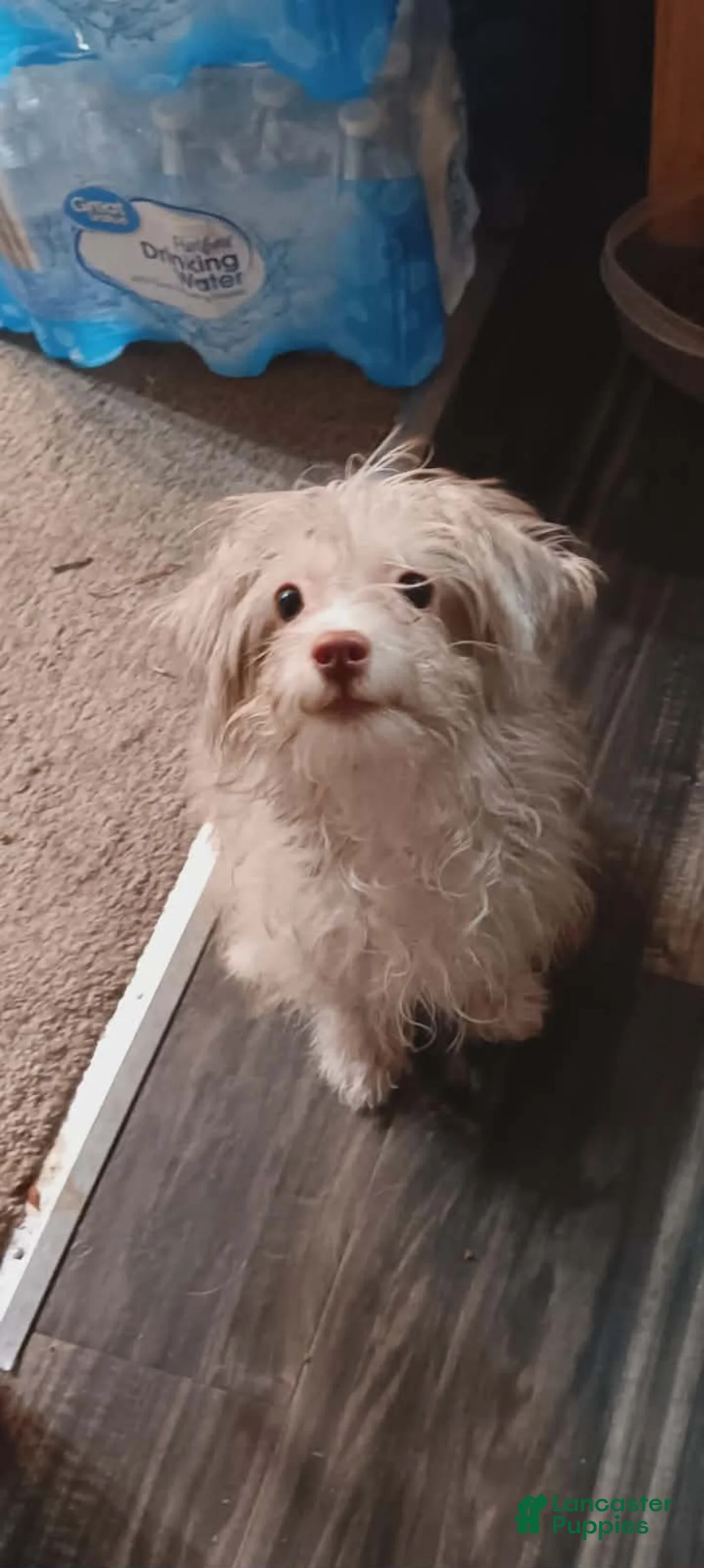 Mixed Breed dogs for sale: Marshmallow  - Ad 7