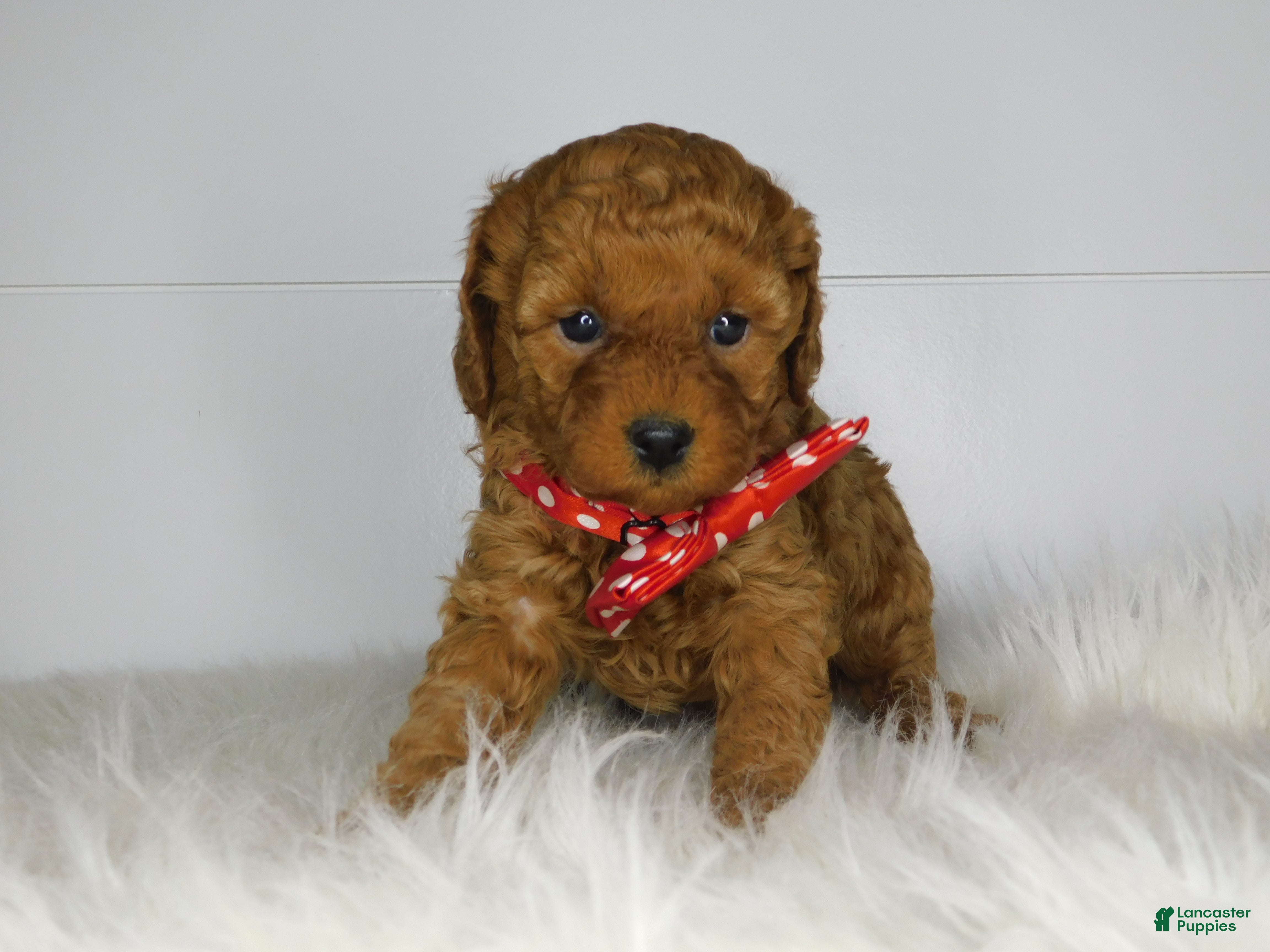 Cavapoo dogs Emma  - Ad 39