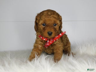 Cavapoo dogs Emma - Ad 16