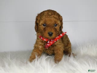 Cavapoo dogs Emma - Ad 33