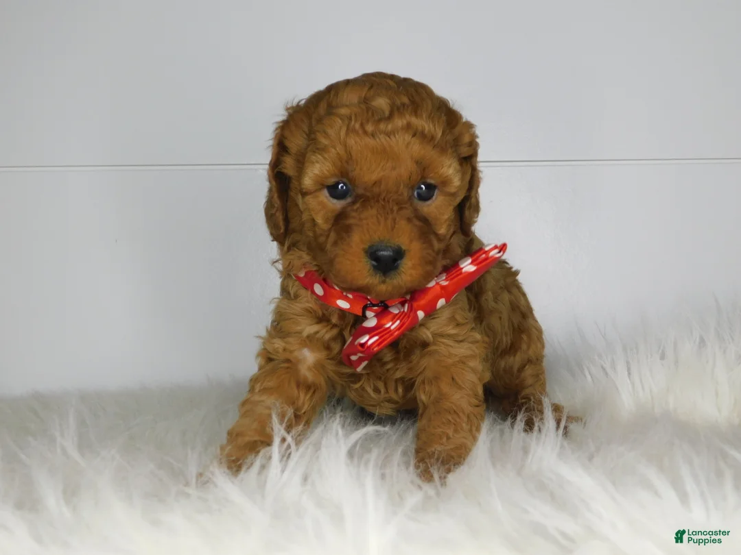 Cavapoo dogs for sale: Emma  - Ad 1
