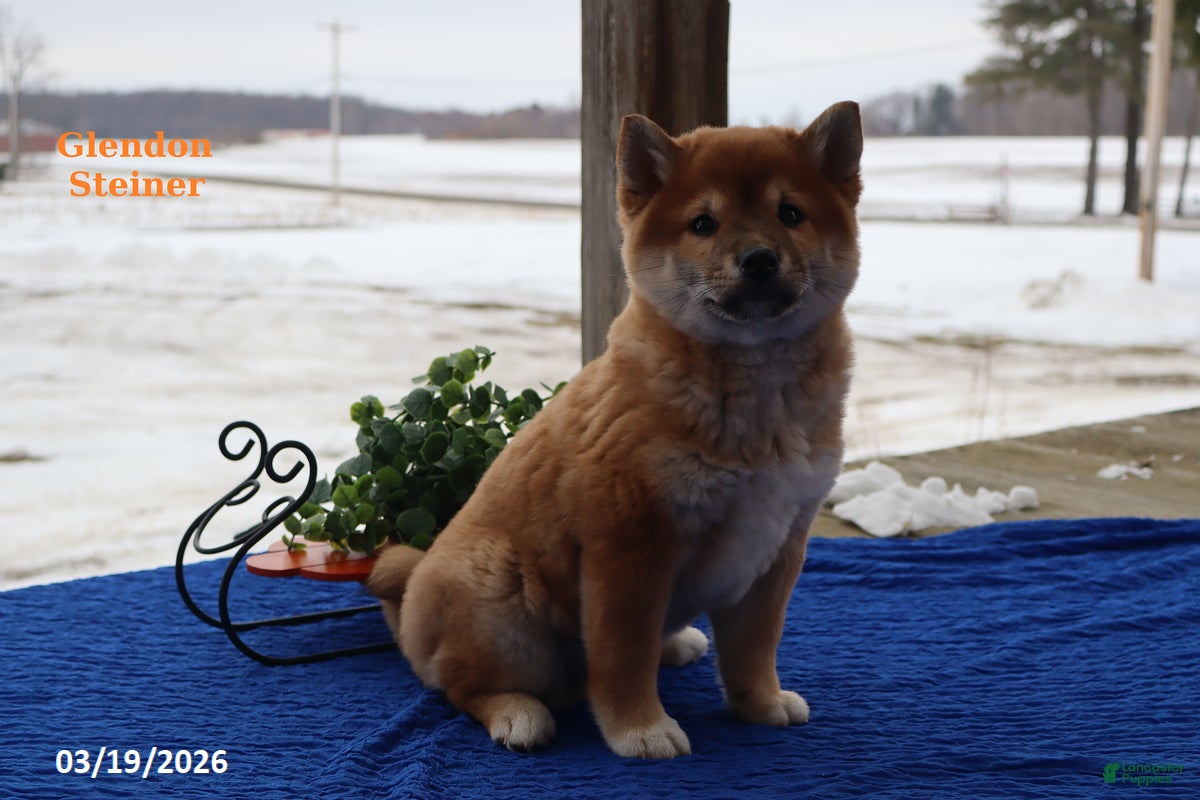 Shiba Inu dogs Ian - Ad 2