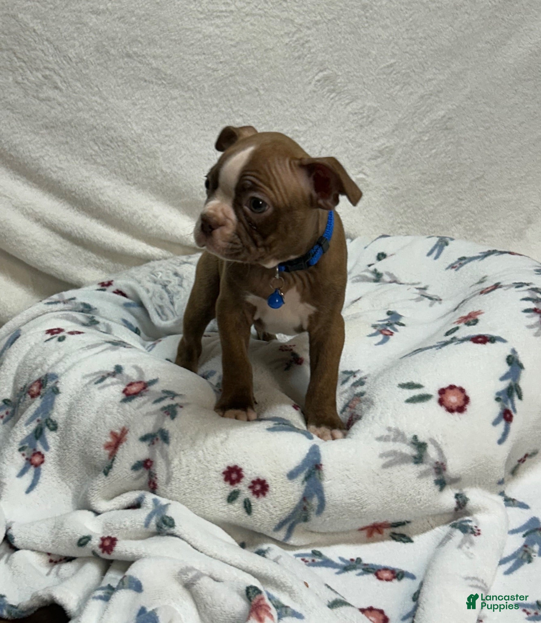 Boston Terrier dogs Bo - Ad 2