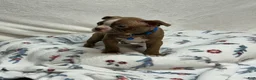 Boston Terrier dogs for sale: Bo - Ad 2