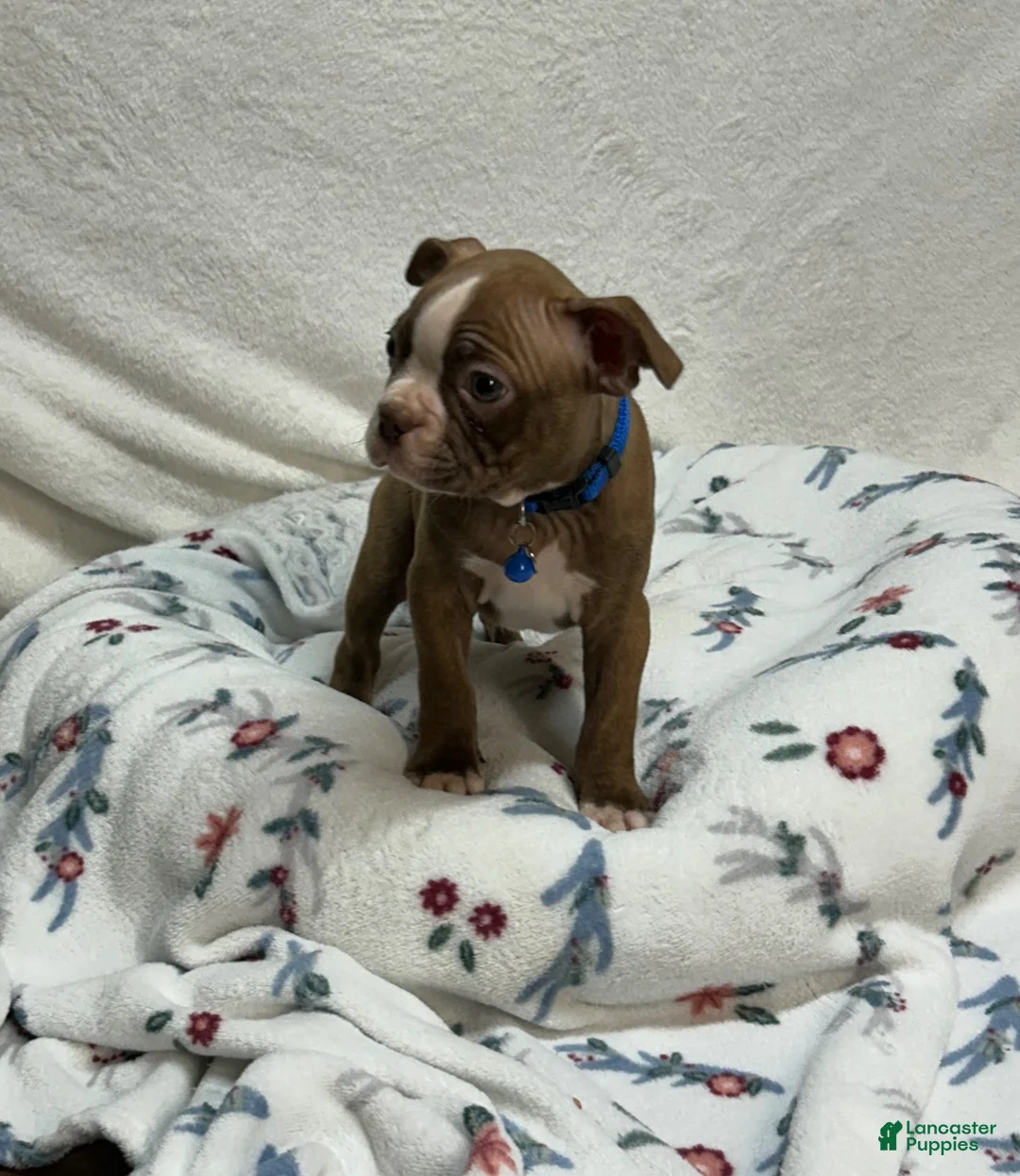 Boston Terrier dogs for sale: Bo - Ad 2