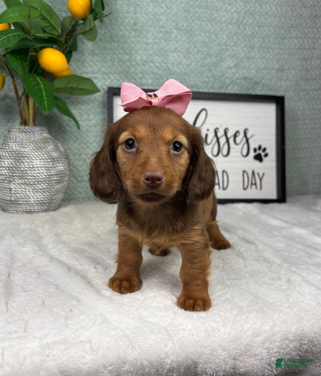 Miniature Dachshund dogs for sale: Danielle  - Ad 4