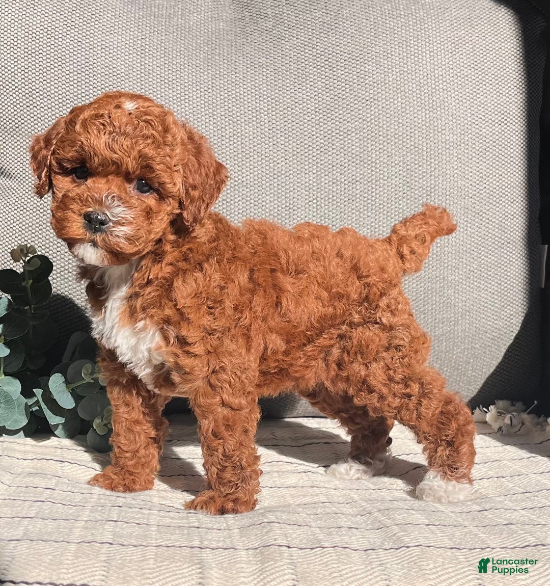 Miniature Poodle dogs for sale: Sweet Anna ❤️🐾Akc Genetic Tested Parents❤️🐾Call 717-529-1907 - Ad 6