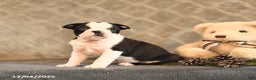 Boston Terrier dogs for sale: Azure - Ad 5